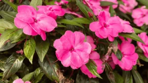 New guinea impatiens