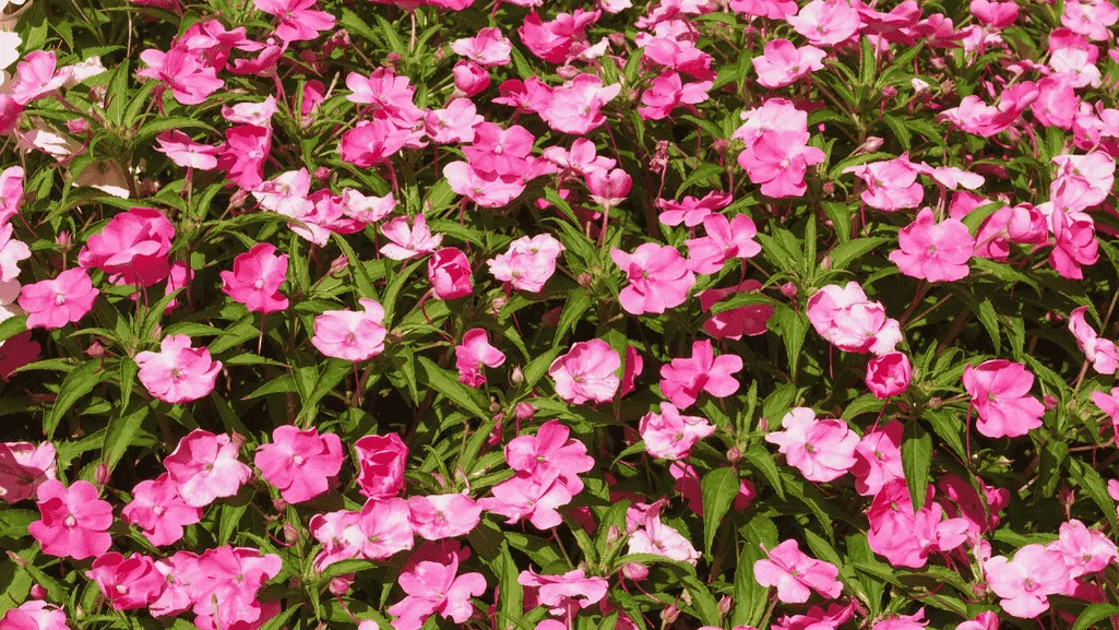 Watering New Guinea Impatiens