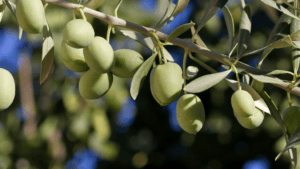 Olea europaea