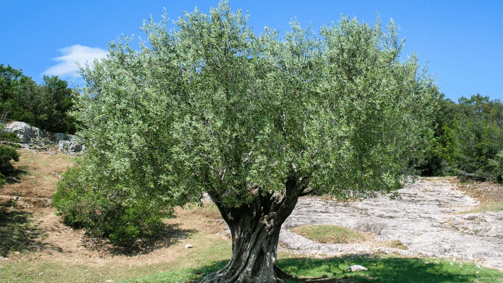 Olive Tree Characteristics