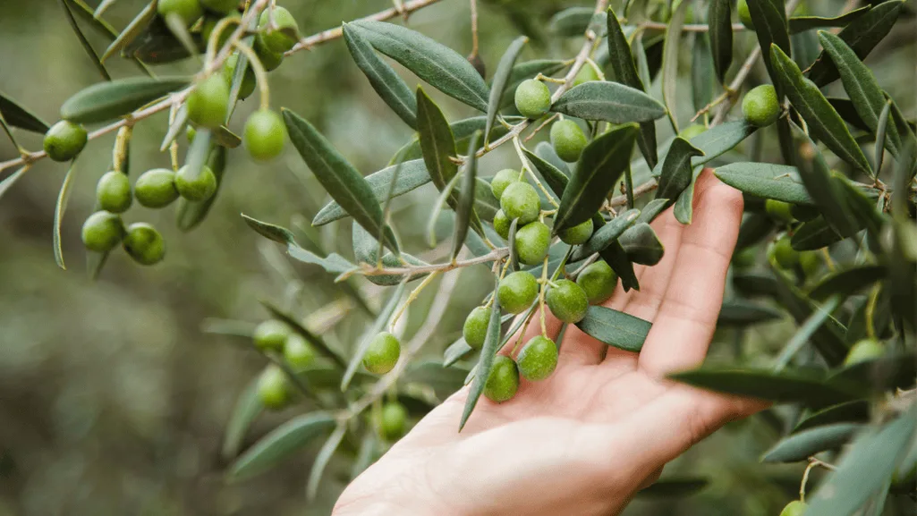Olive tree care