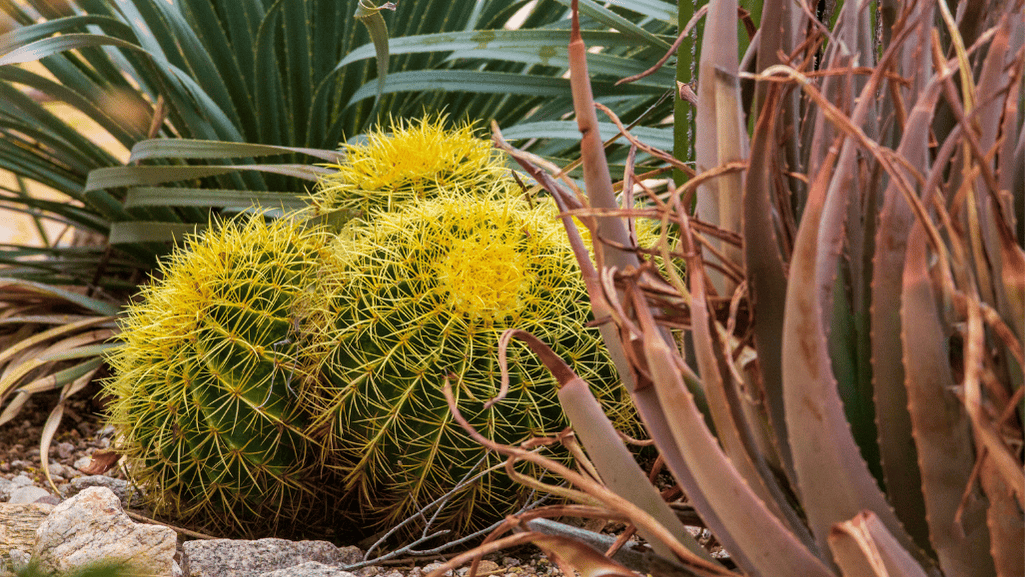 Optimal Cactus Care Techniques