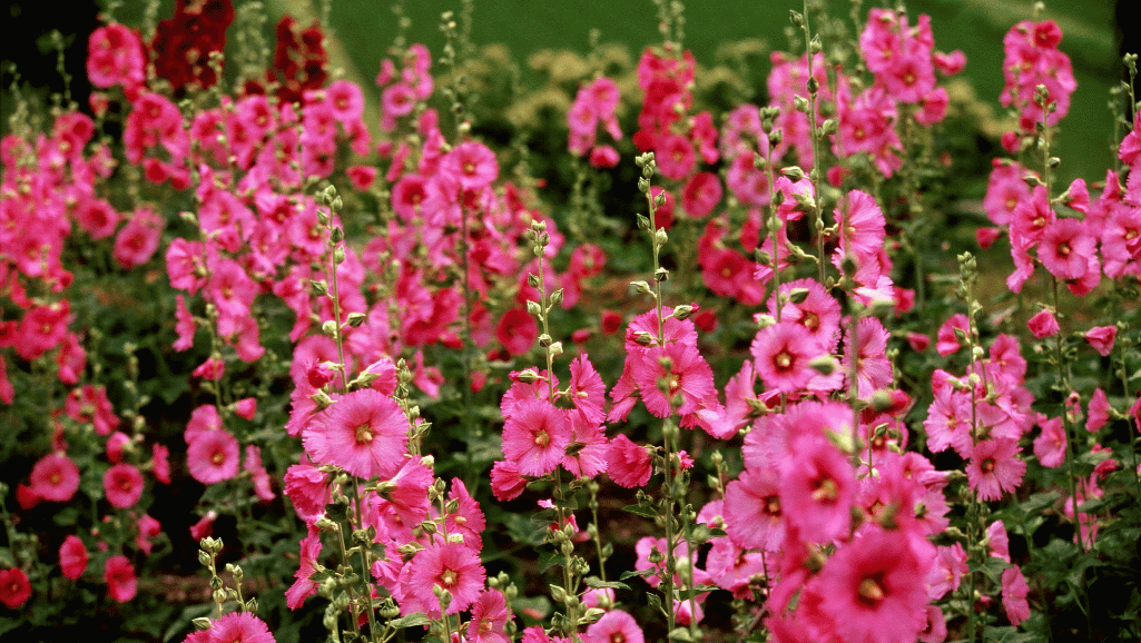 Optimal Soil Conditions for Hollyhocks