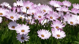 Osteospermum flower