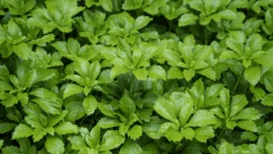 Pachysandra Care