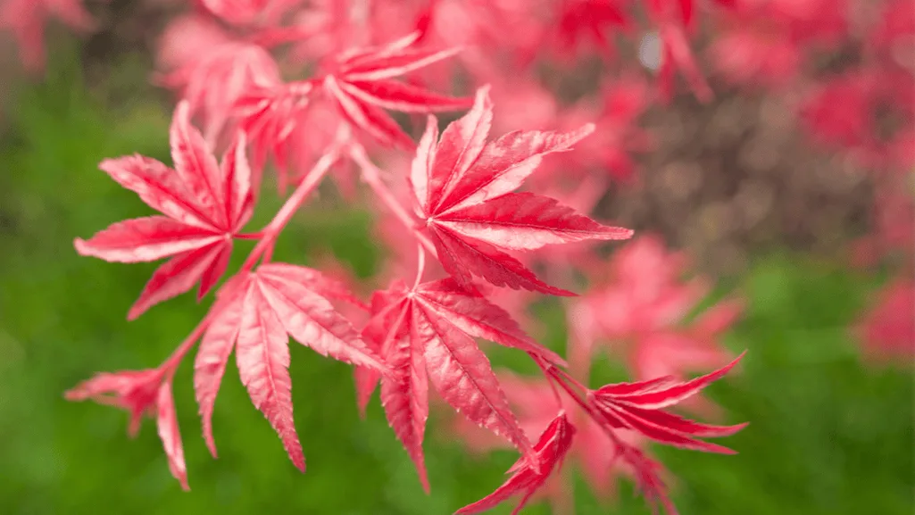 Palmatum Maple Pruning