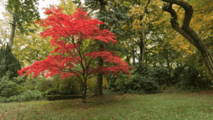 Palmatum Maple Trees