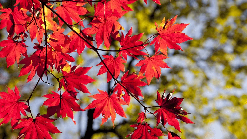 Palmatum Maple vibrant red leaves