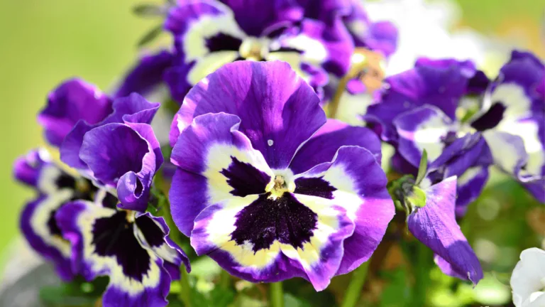 Growing Pansies: Colorful Garden Charmers 52 Pansies