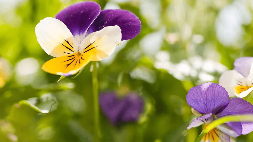 Pansies A Brief History and Botanical Background