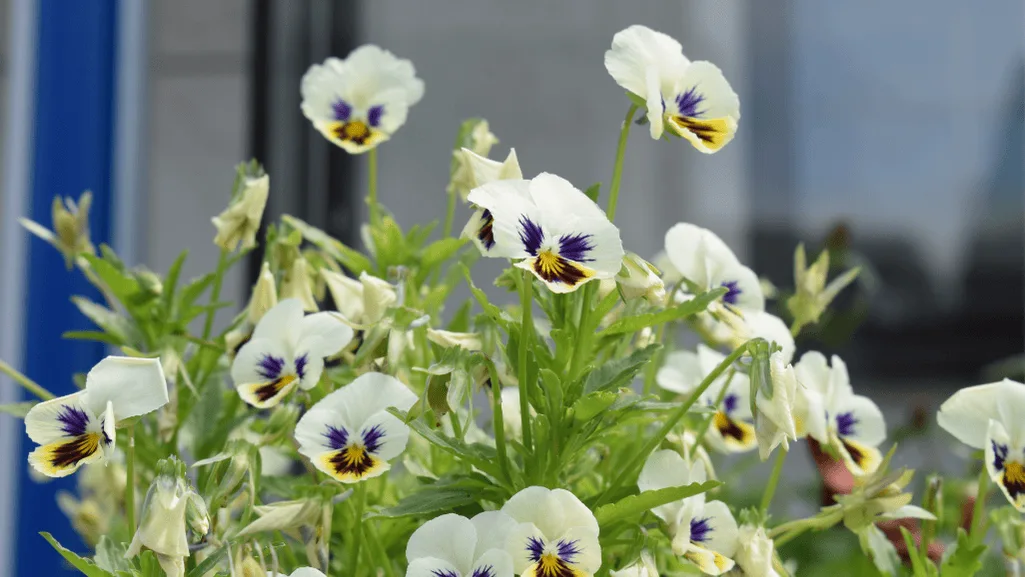 Pansy Flower Seasonality