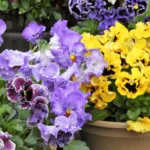 Pansy Flowers