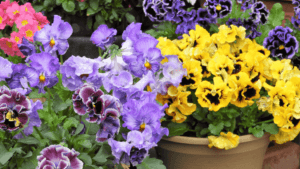 Pansy Flowers