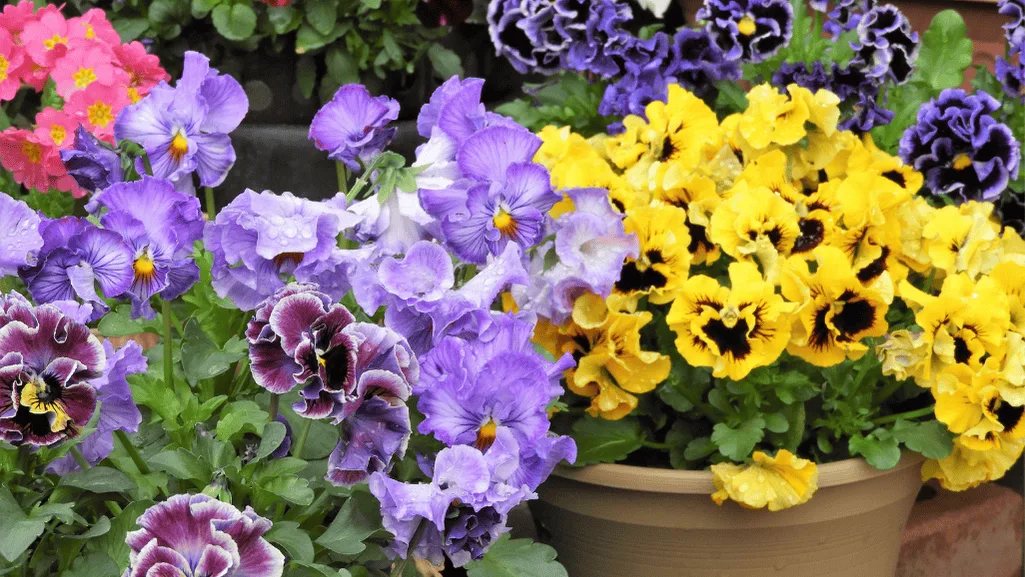 Pansy Flowers