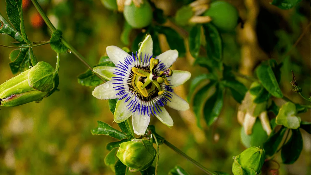 Passiflora Caerulea in Traditional Medicine and Herbal Remedies