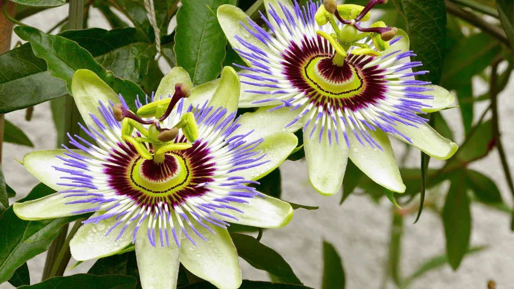 Passiflora Caerulea