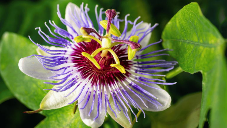 Passiflora caerulea