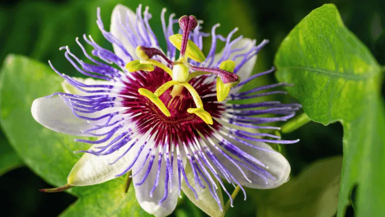 Passiflora caerulea: The Blue Passion Flower 1 Passiflora caerulea