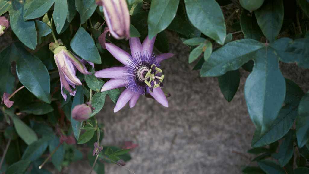 Passiflora caerulea climbing a trellis, creating a beautiful vertical garden
