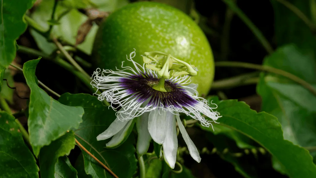 Passiflora caerulea cultivation