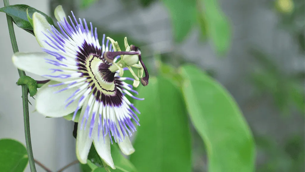 Passion flower caerulea - passiflora: Exotic Beauty 1 Passion flower