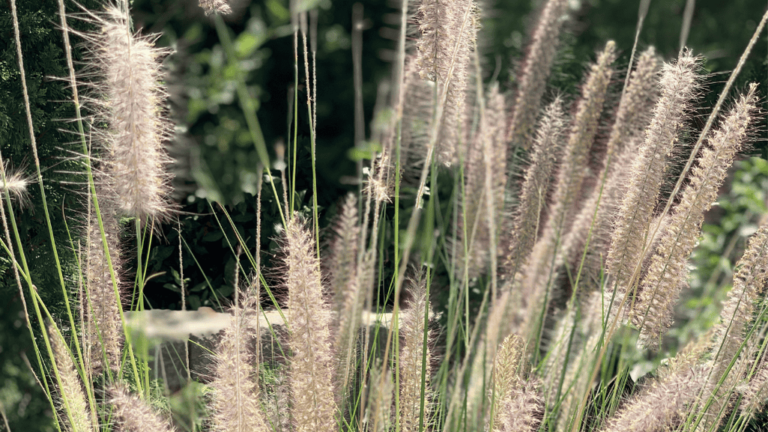 Pennisetum