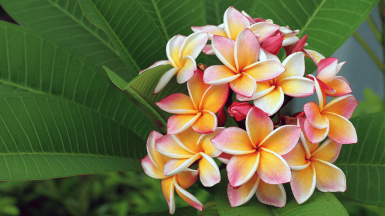 Plumeria Flower