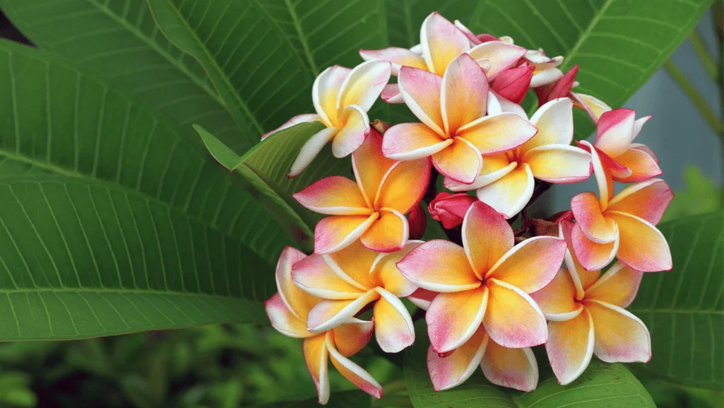 Plumeria Flower: Nature's Tropical Beauty Unveiled 1 Plumeria Flower