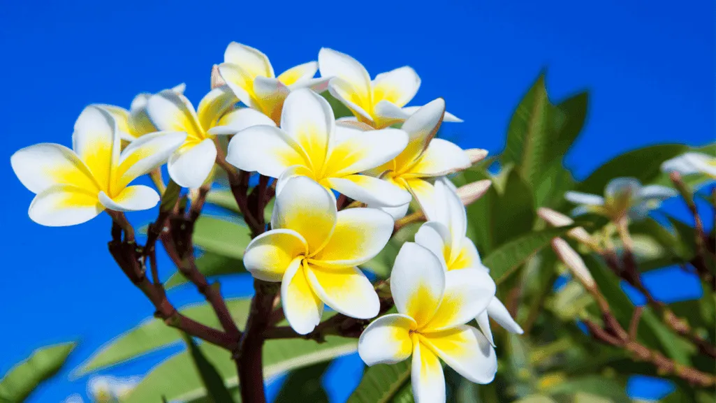 Plumeria flowers in a tropical setting
