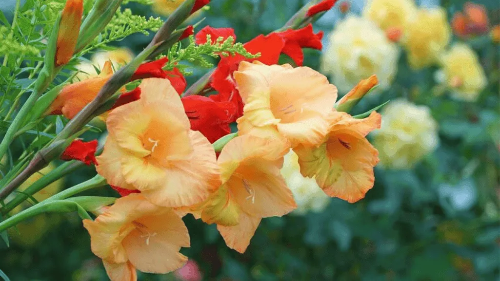 Preserving and Propagating Gladiolus Flowers