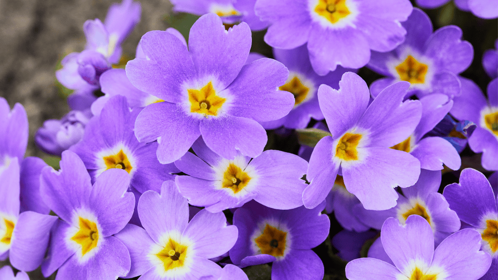 Primrose growing conditions