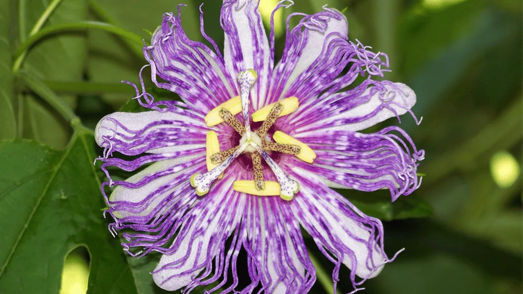 Propagating and Expanding Your Passiflora Collection
