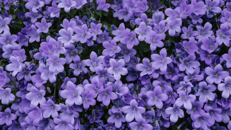 Purple Flowers