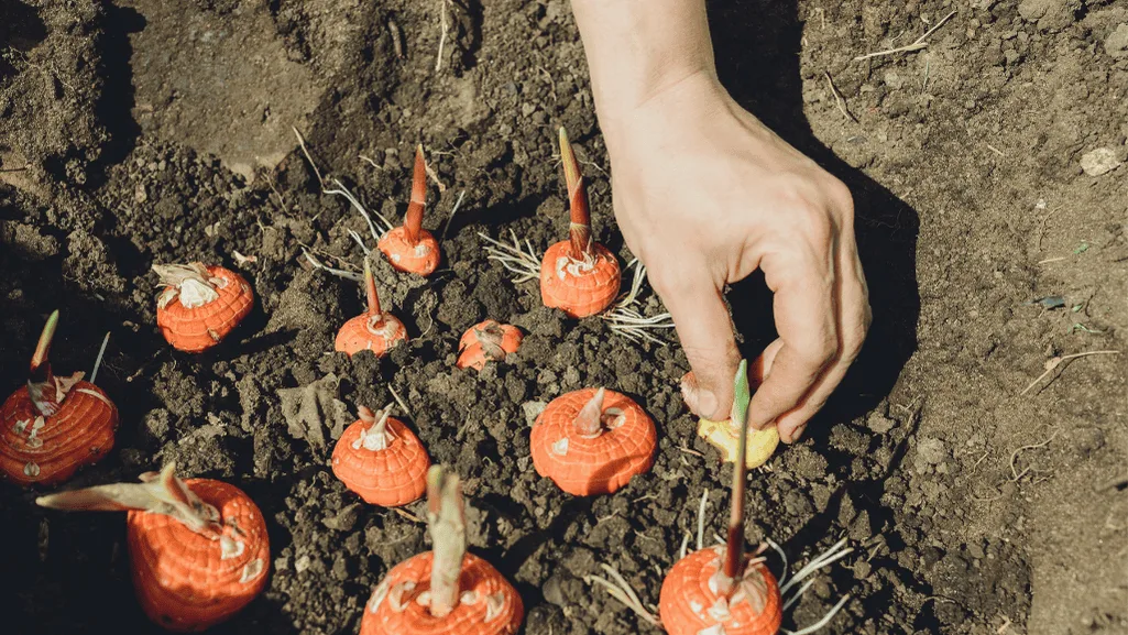 Quality Gladiolus Bulbs