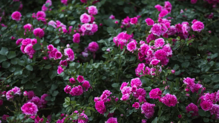 Rose Campion: Vibrant Beauty for Your Garden 21 Rose Campion