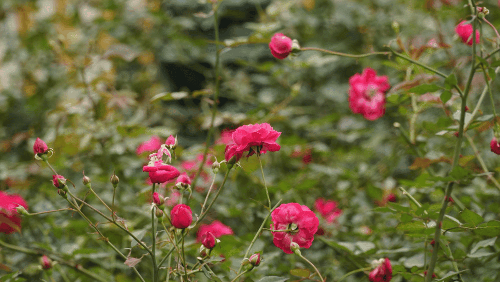 Rose campion growing in full sun and well-drained soil