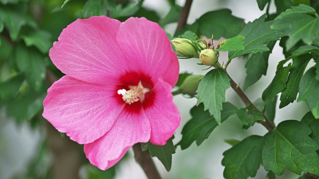 Rose of Sharon attracting pollinators