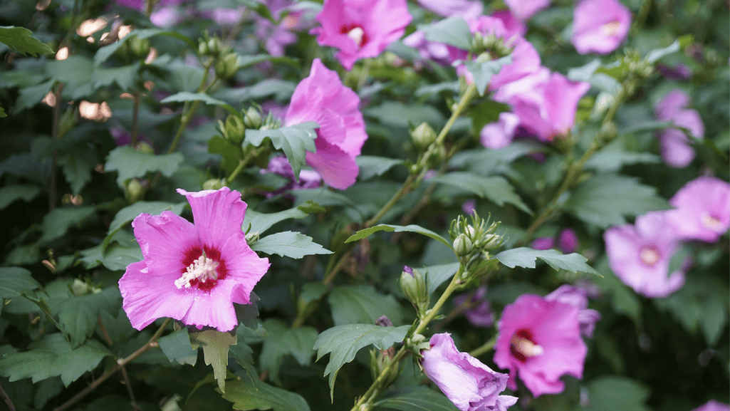 Rose of Sharon in USDA zones 5-9