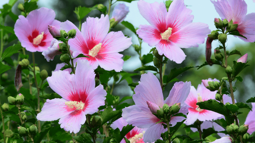 Rose of Sharon pests and diseases