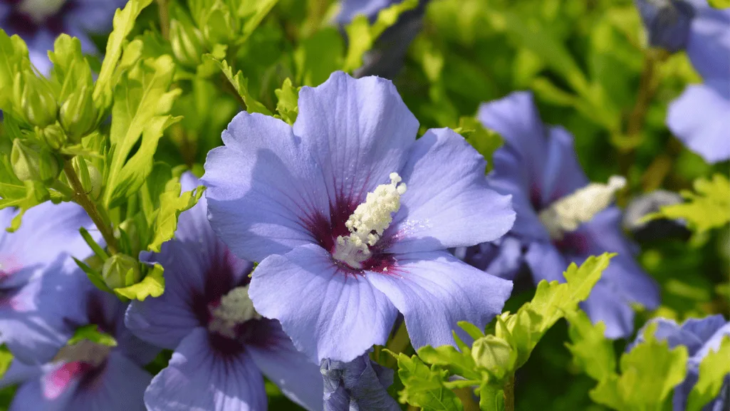 Discover the Beauty of Rose of Sharon in Your Garden 1 Rose of Sharon