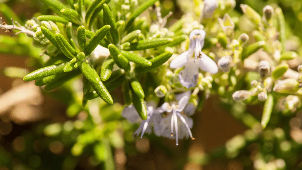 Rosemary growing in full sun and well-drained soil
