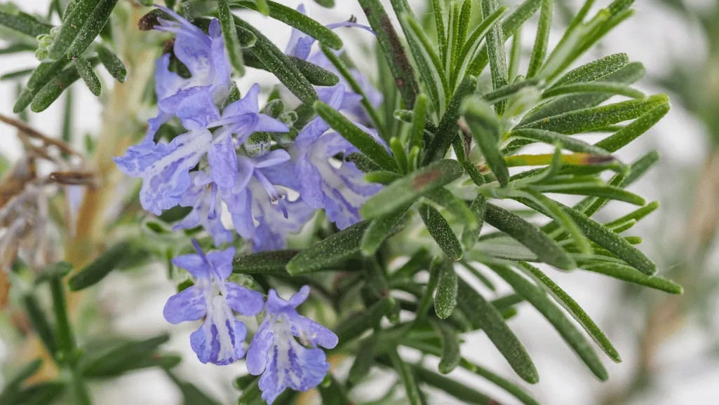 Rosemary in culinary applications