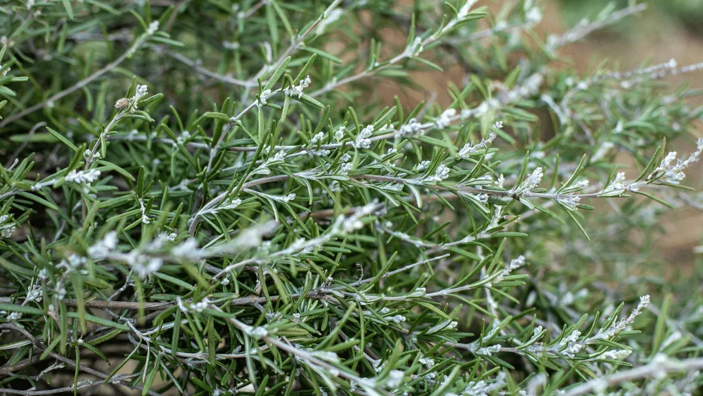 Rosmarinus officinalis evergreen shrub