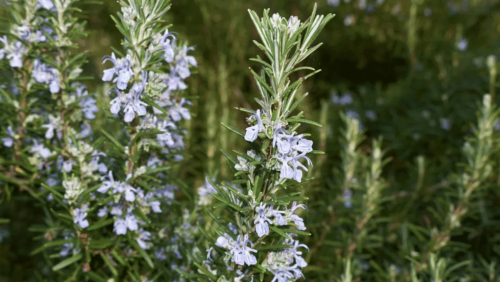 Rosmarinus officinalis