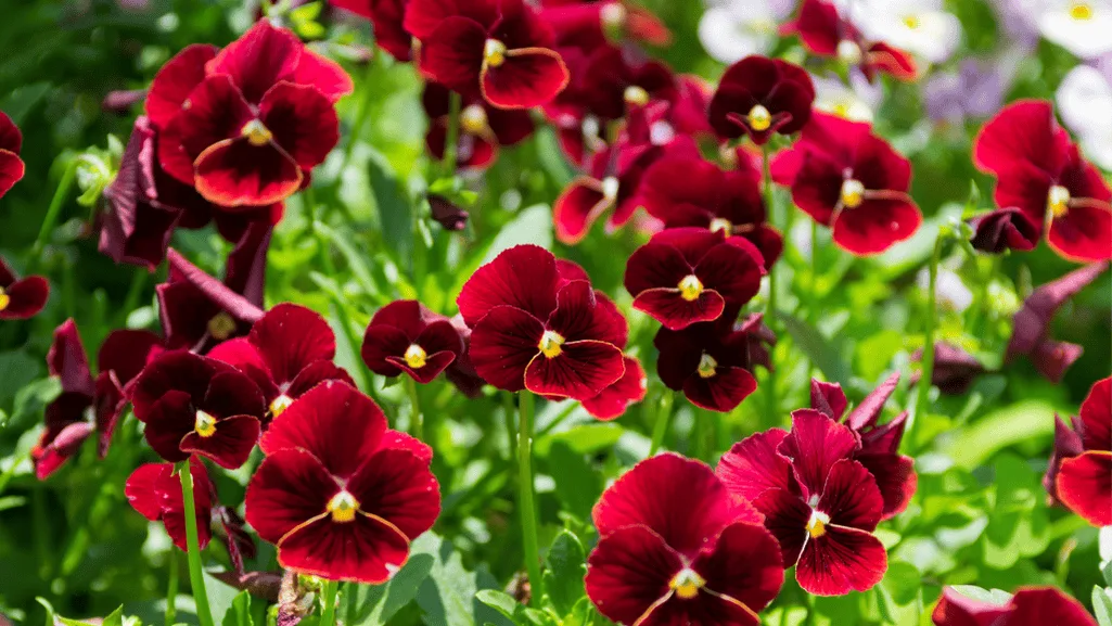 Sowing pansy seeds for successful germination