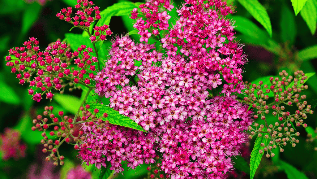 Spiraea japonica attracting butterflies and pollinators