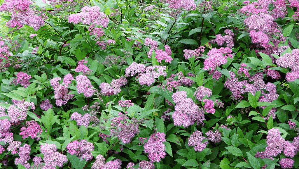 Spiraea japonica in landscape designs