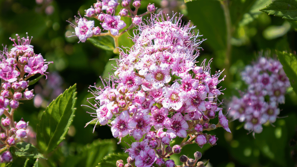 Spiraea japonica pink flowers in a compact garden setting