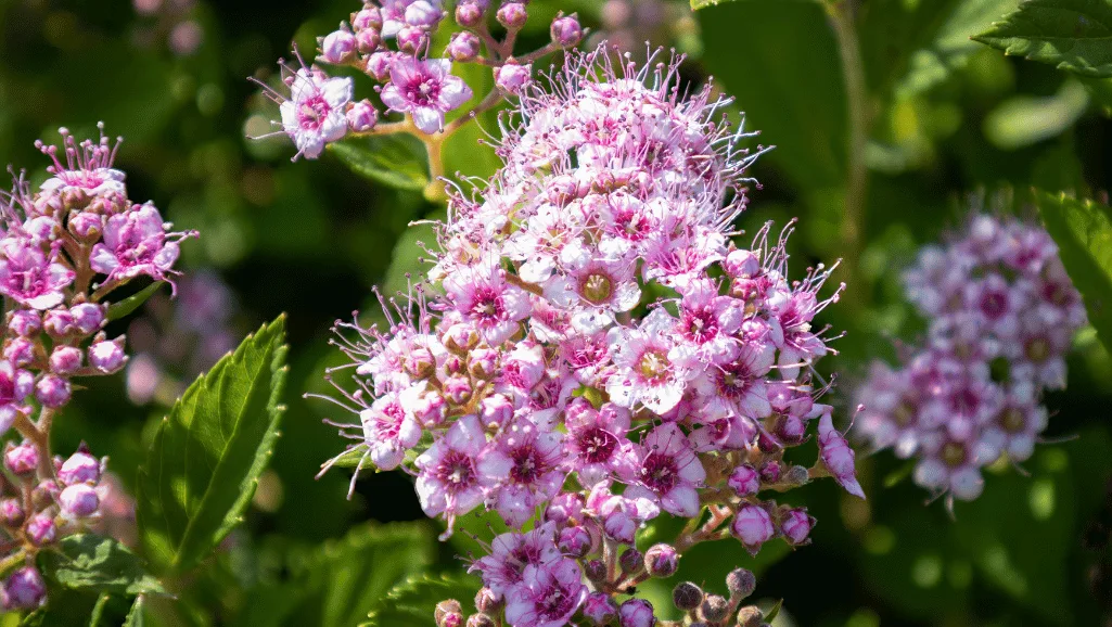 Spiraea japonica pink flowers in a compact garden setting