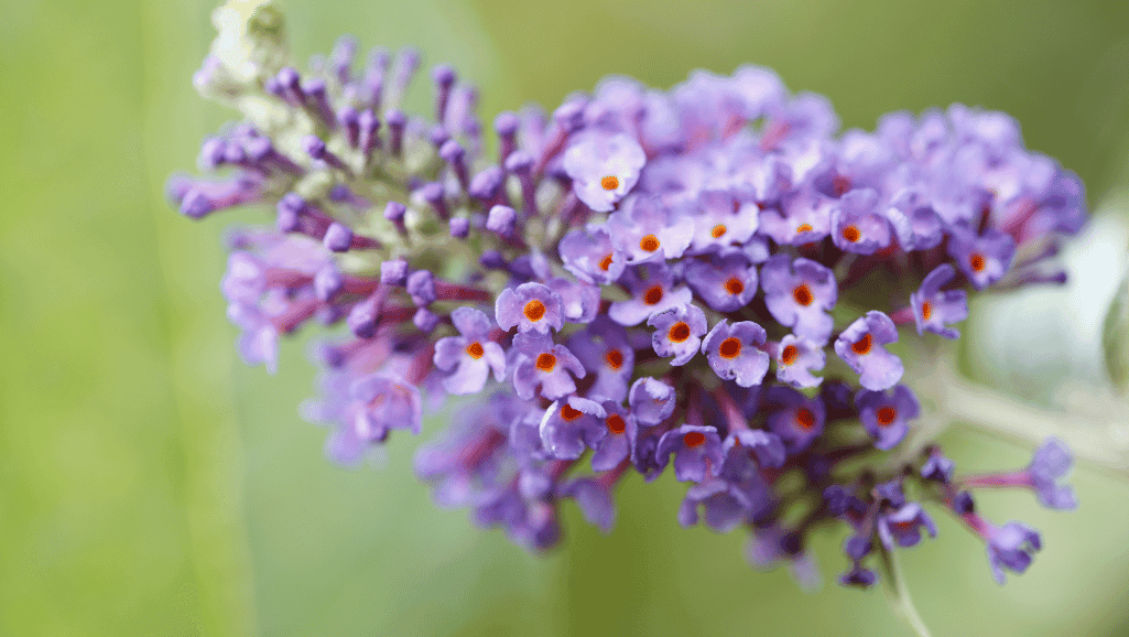 Spiraea japonica